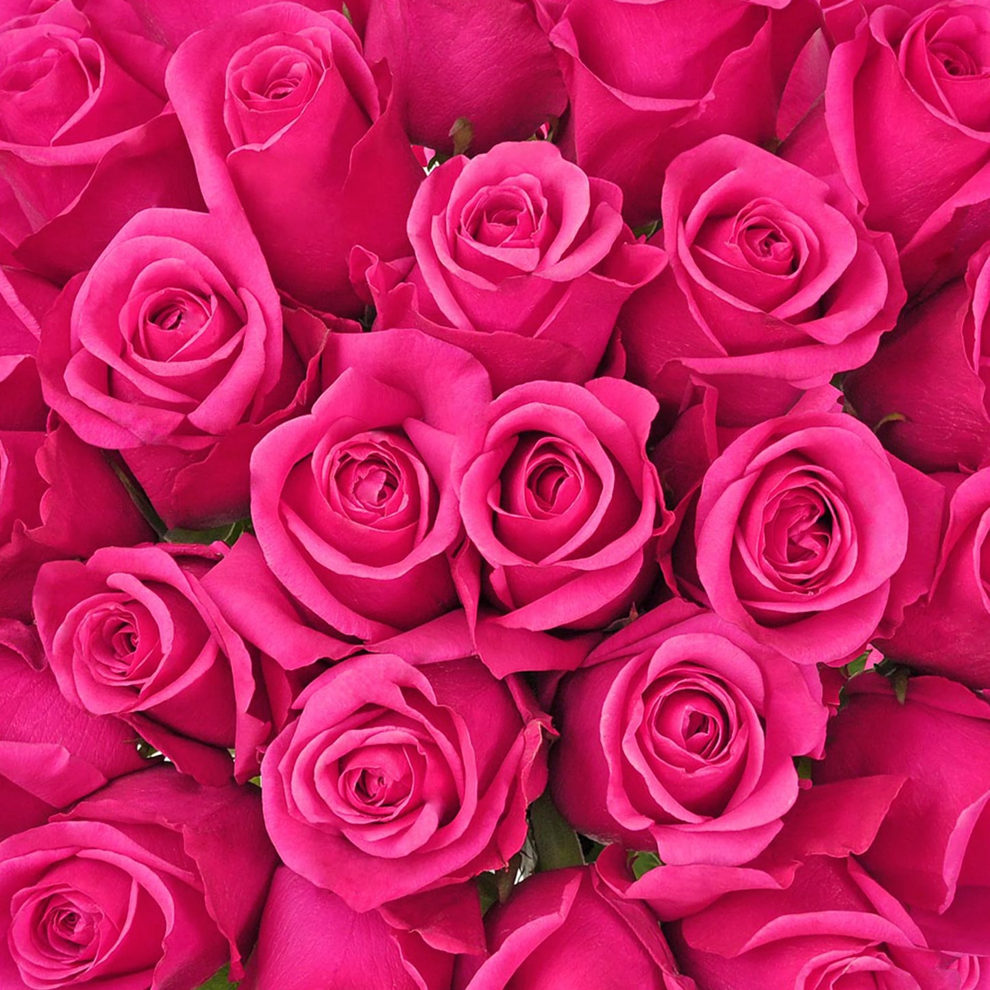 150 ROSES WRAPPED