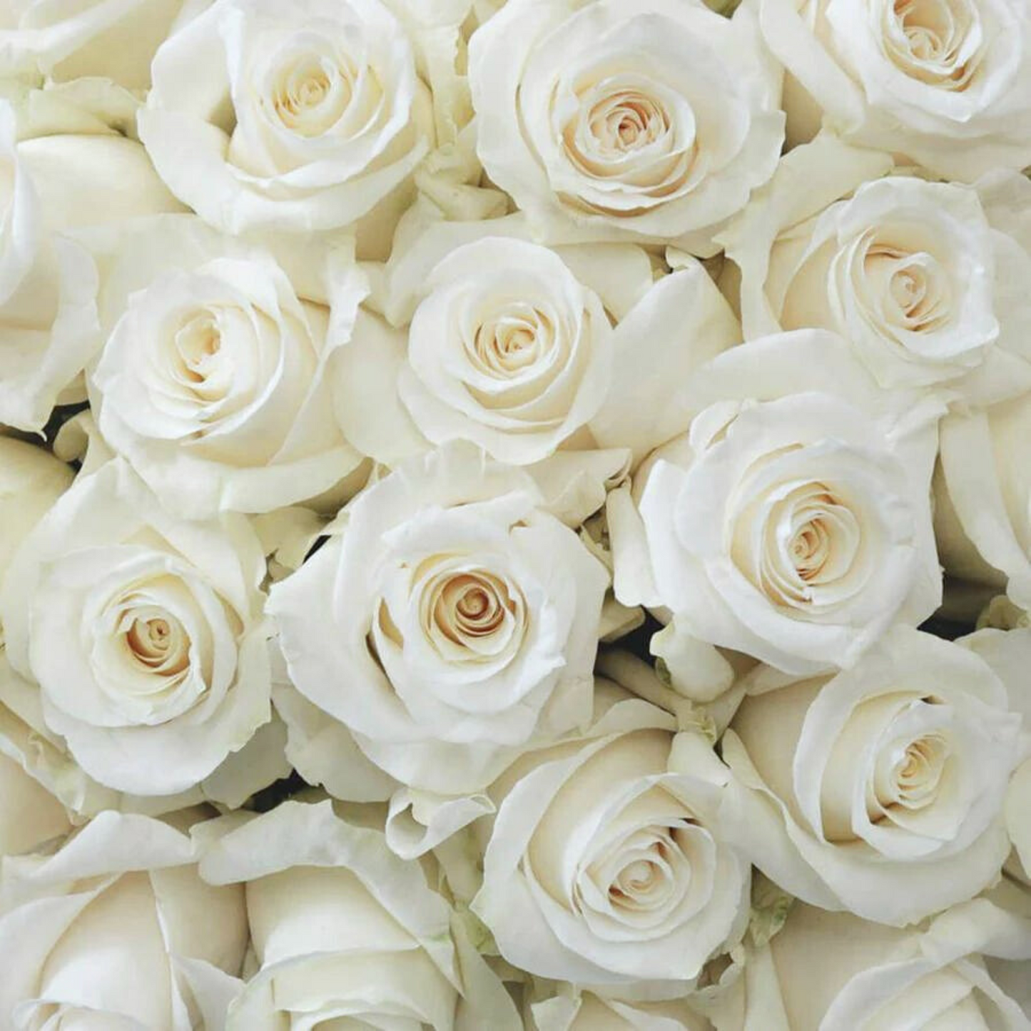 50 ROSES WRAPPED