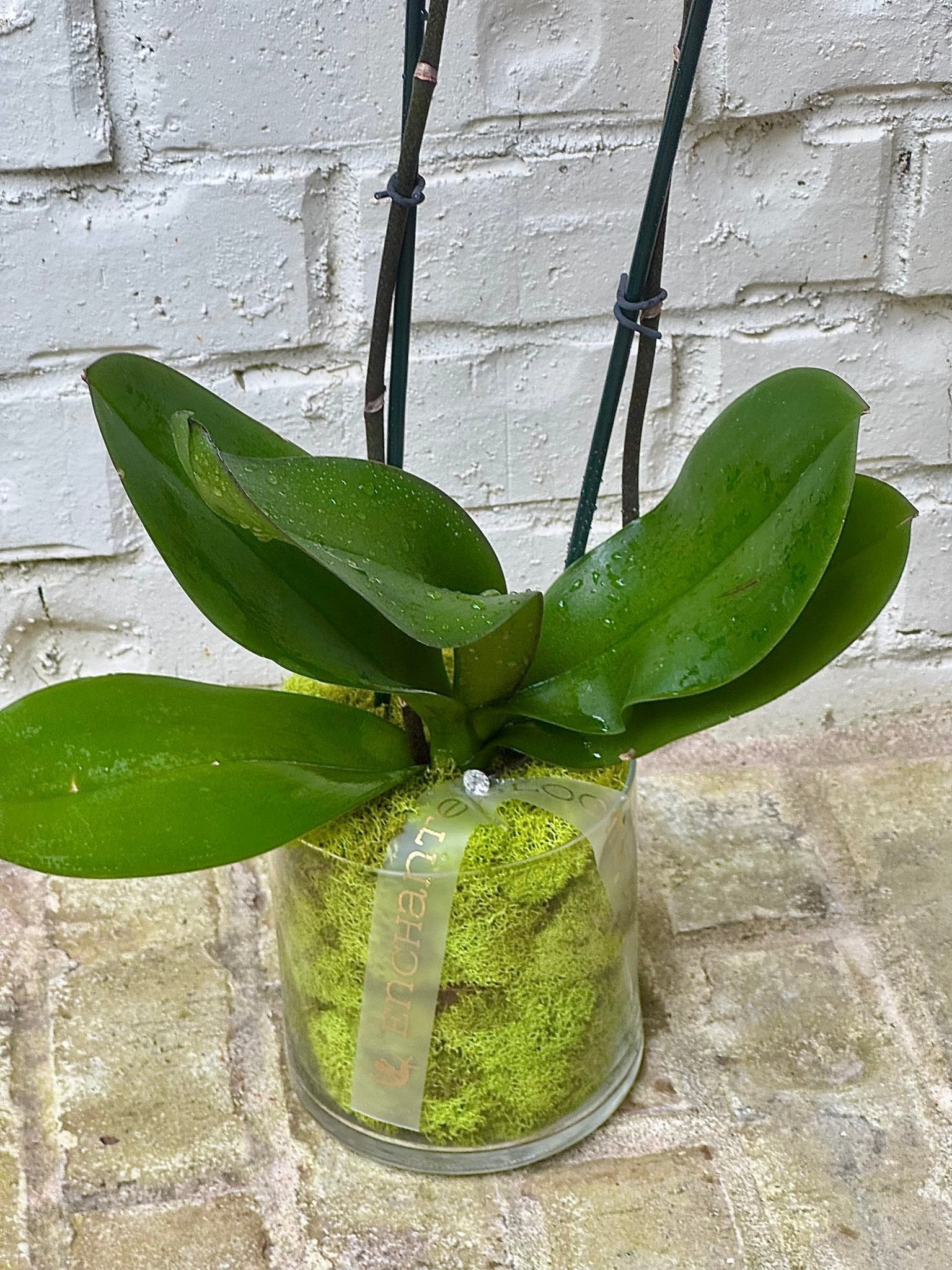 Pink Orchid Plant