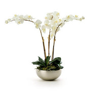Triple White Orchid