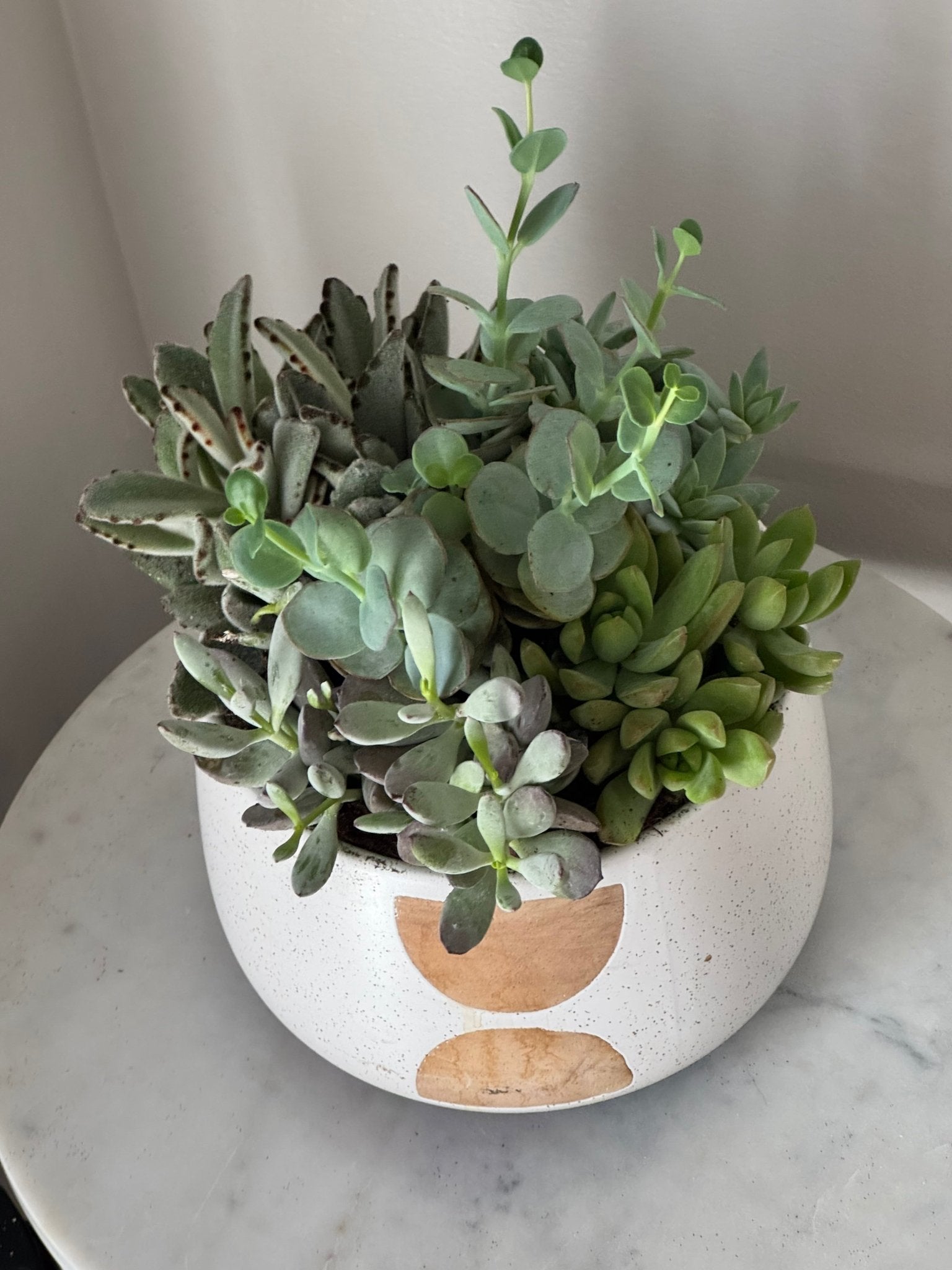 Lush Succulent Garden