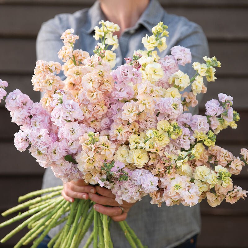 Matt Mood – Enchanted Blooms ATL