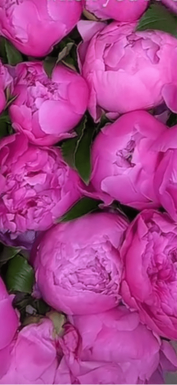 Perfectly Peonies ** Same day IF ordered by Noon EST