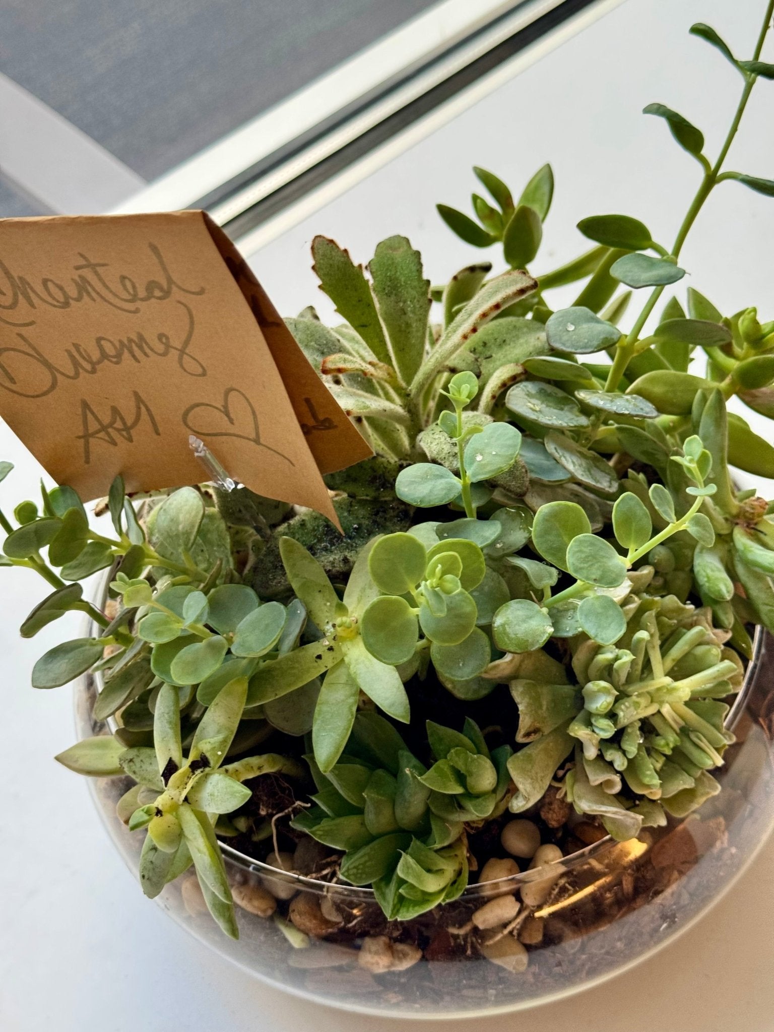 Lush Succulent Garden