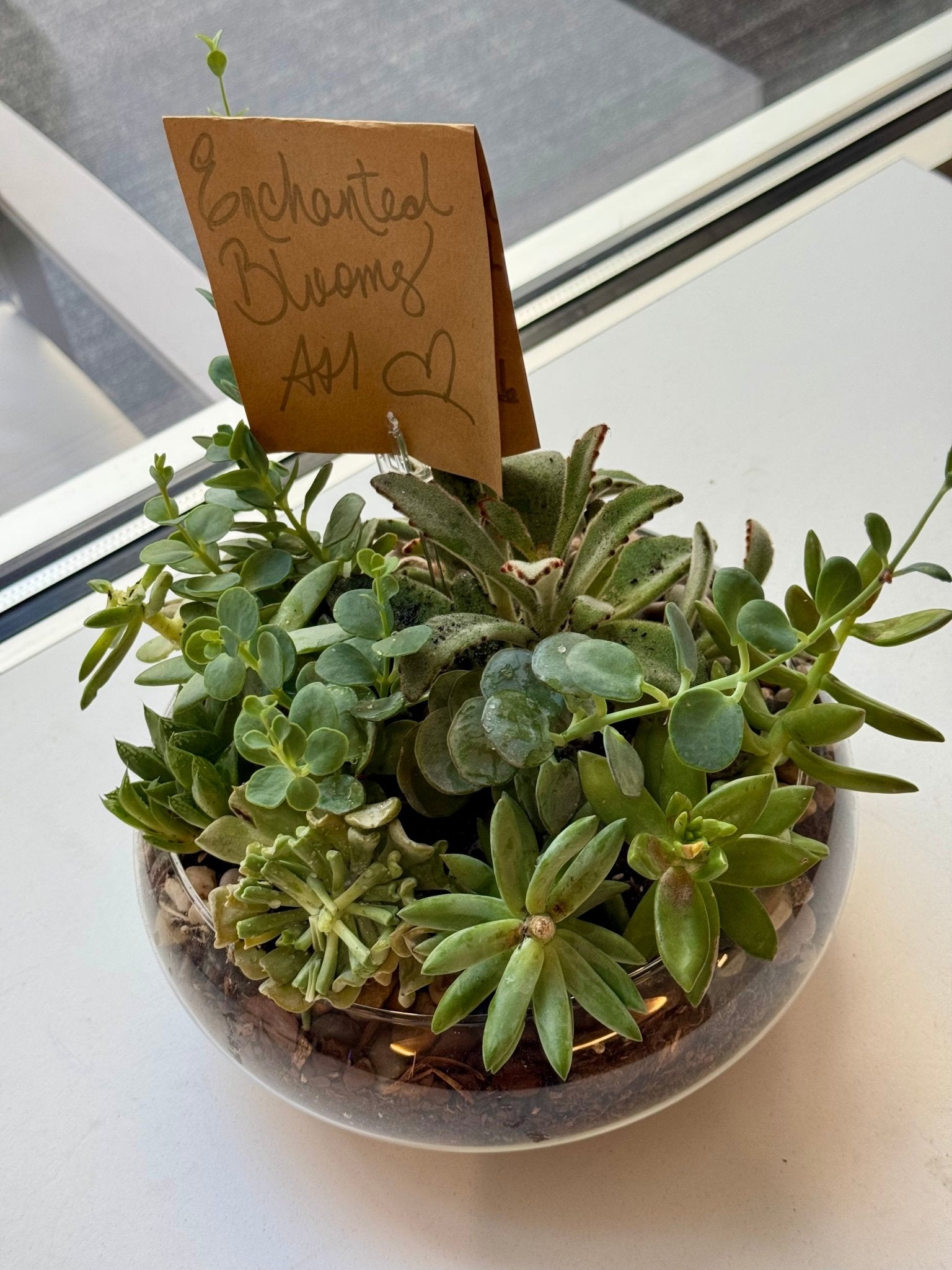 Lush Succulent Garden