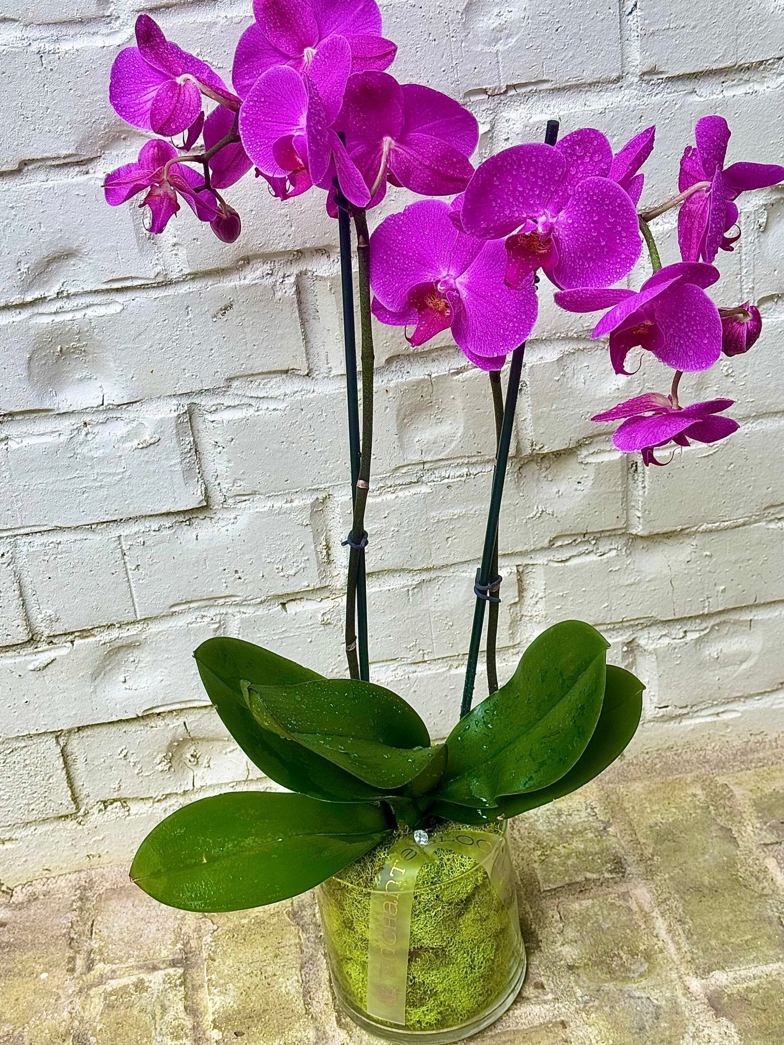 Pink Orchid Plant