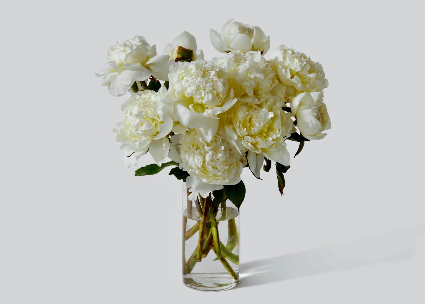 Perfectly Peonies ** Same day IF ordered by Noon EST