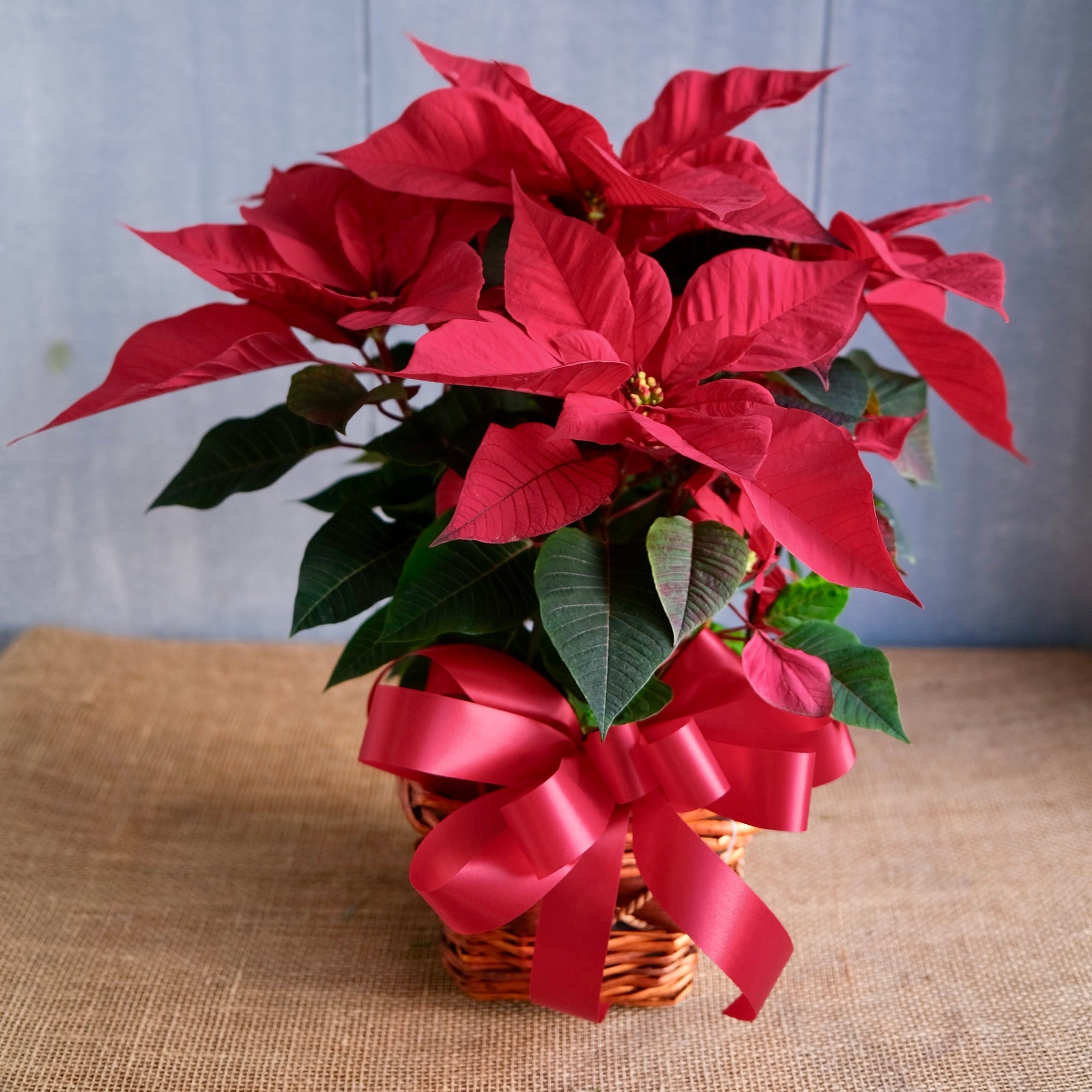 Poinsettia
