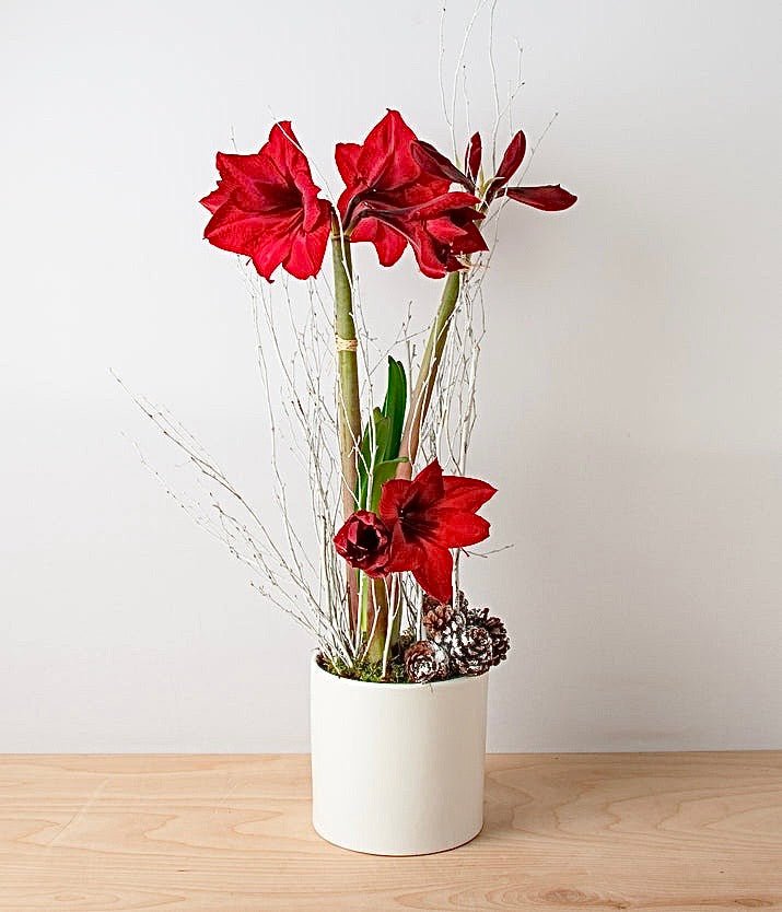 Amaryllis