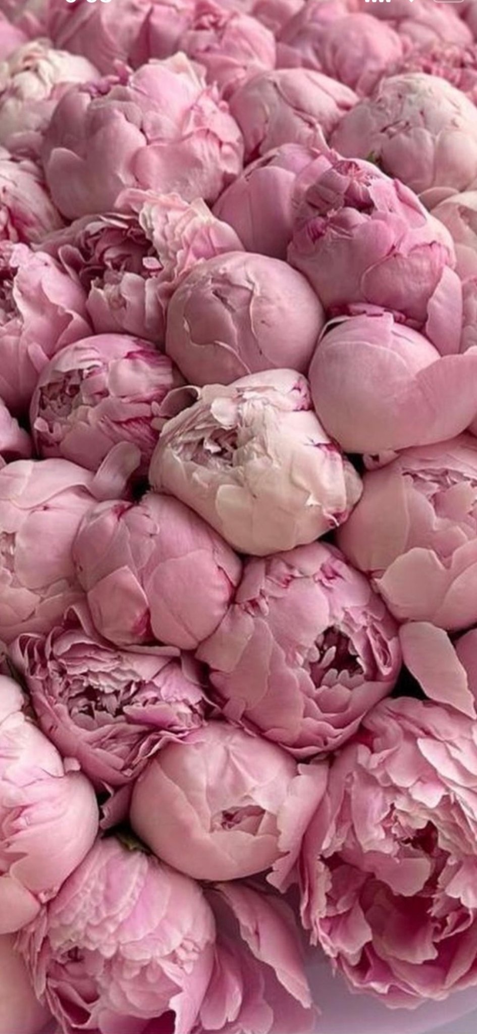 Perfectly Peonies ** Same day IF ordered by Noon EST