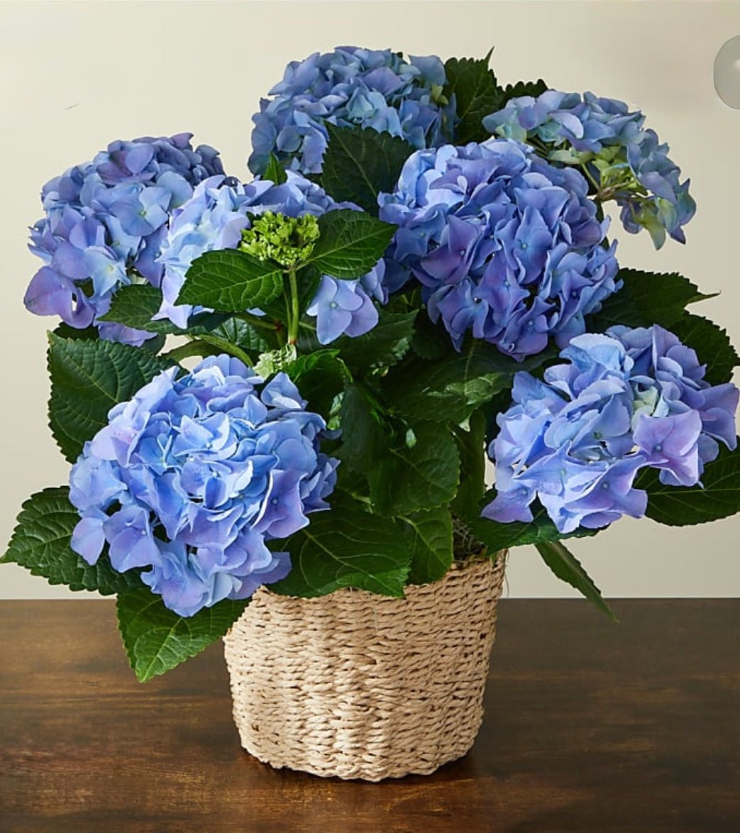 Blue hydrangea