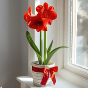 Amaryllis
