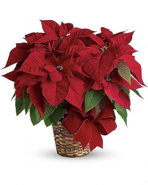 Poinsettia