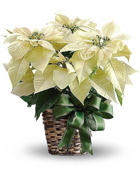 Poinsettia
