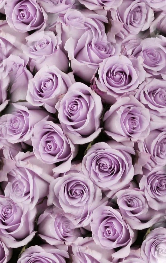Long Stem Lavender Rose